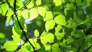 Лесная мозаика.