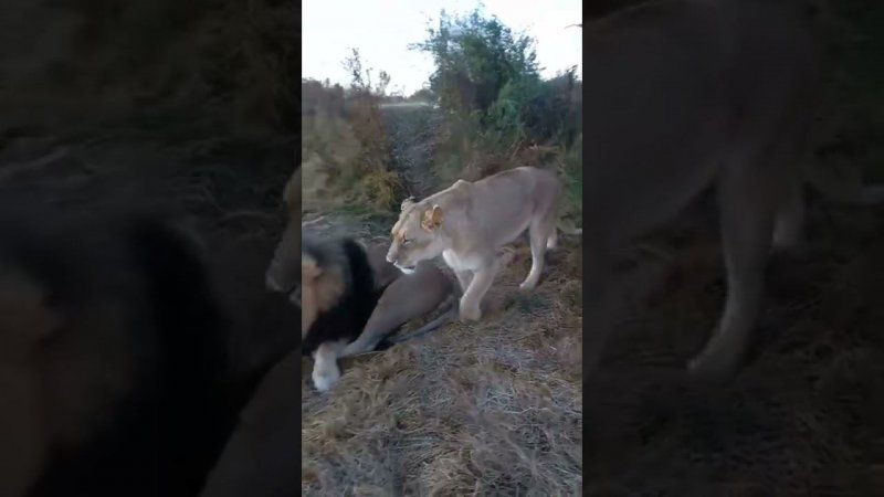 Львы приветствуют новый день! Lions greet new day!