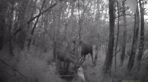 в мире животных