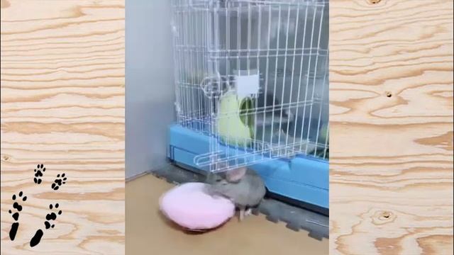 Лучшие приколы про ШИНШИЛЛ! Смешные ШИНШИЛЛЫ! Funny chinchillas❤#9 смотреть онлайн