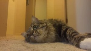 Кот издает СМЕШНЫЕ звуки) Сибирский кот Уссури.