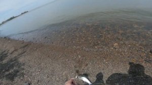 Неплохая рыбалка на резинку.(верхогляд , ауха , чехонь. )