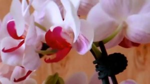 Phalaenopsis  Little Gem Stripes 'No. 1', a famous orchid hybrid