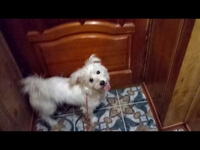 Dog door jumping, или как БЫСТРО открыть любую дверь. Проверенный способ от Эльзы. 24.02.2021