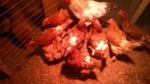 Купили,надеюсь не пожалеем.Ферментационная подстилка.Теплая подстилка для кур.