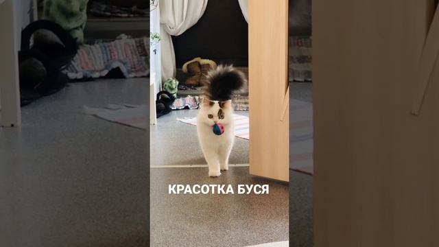 КРАСОТКА БУСЯ КОШКА ХАЙЛЕНД СТРАЙТ