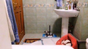 Щенок джек рассел терьера один дома