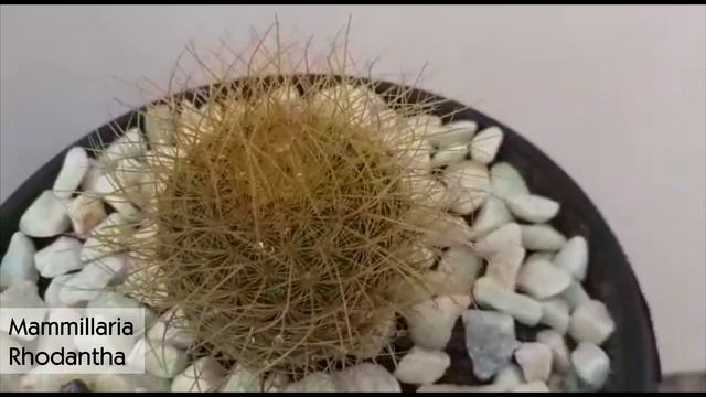 Mammillaria rhodantha ssp. pringlei смотреть онлайн