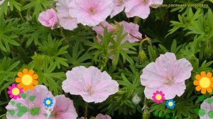 Герань кроваво-красная Стриатум. Краткий обзор, описание характеристик geranium sanquineum Striatum