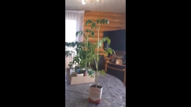 медовый салют смотреть онлайн