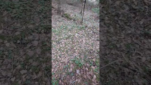 очень редкий гриб- саркосома шаровидная ,найден 2 мая 2021,Владимирская область смотреть онлайн