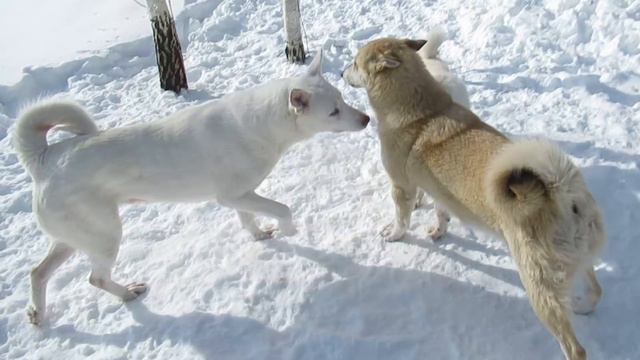 Всё для лаек/Любовь/ласка/внимание/ смотреть онлайн