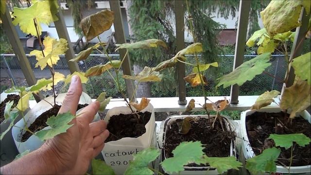 Саженцы винограда Катавба 2020 2021 смотреть онлайн