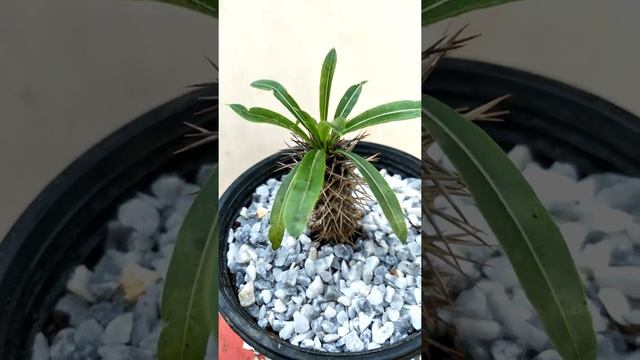Cactus. live indoor plant. Pachypodium cactus. Beautiful flowering cactus.