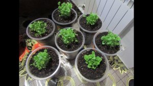 НЕ ЖАЛЕЕМ СТРИЖЕМ ЛОБЕЛИЮ!!!