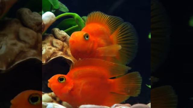 Слайд про рыбок часть #1 смотреть онлайн