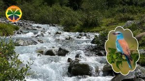Пение соловья в природе Звук ручья для расслабления и отдыха