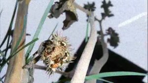 трава дьявола.wmv