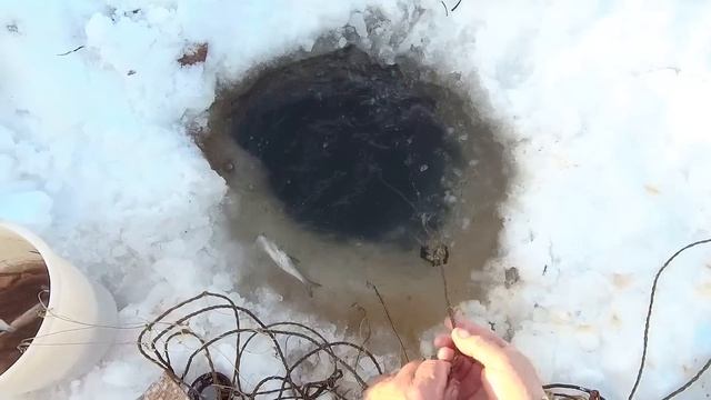 р. Обь.  Очередная   проверка  перемёта   ..