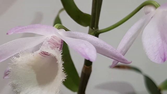 Dendrobium aphyllum (Рierardii) первое домашнее цветение (вырощен из кейка) смотреть онлайн