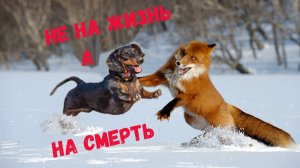 Охота с норной собакой на лису. Жесткая драка. Hunting with a burrowing dog for a fox. Tough fight.