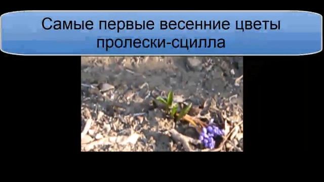 Пролеска сцилла; весенние первоцветы