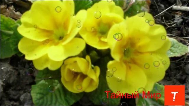 Ответы на вопросы смотреть онлайн