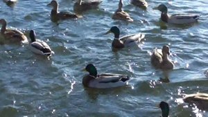 Водоплавающие птицы.  Большой пруд Екатерининского парка.