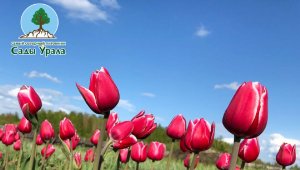 Тюльпаны в питомнике "Сады Урала"
