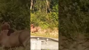 Медведь завалил лося в Печенгском округе