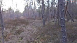 охота на глухаря без оружия весна 2020г