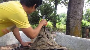 How to create a bonsai tree ,Planting bonsai on driftwood