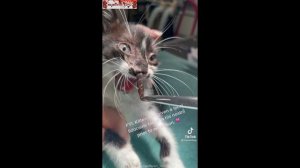 Личинка овода в носу котёнка / Gadfly larva in the kitten's nose