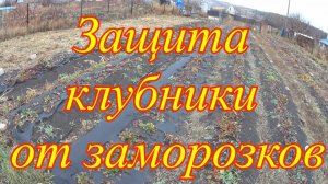 Как уберечь клубнику от заморозков. Подготовка к зиме теплолюбивых растений.