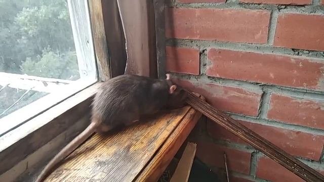 Мишка.
