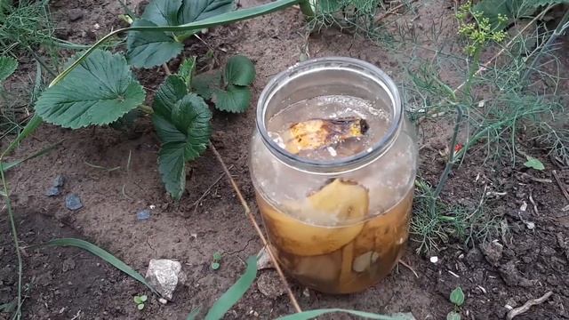 Муравьи Исчезли сразу. Средство за Копейки. Избавляются от муравьев и тли. Делюсь рецептом. смотреть онлайн