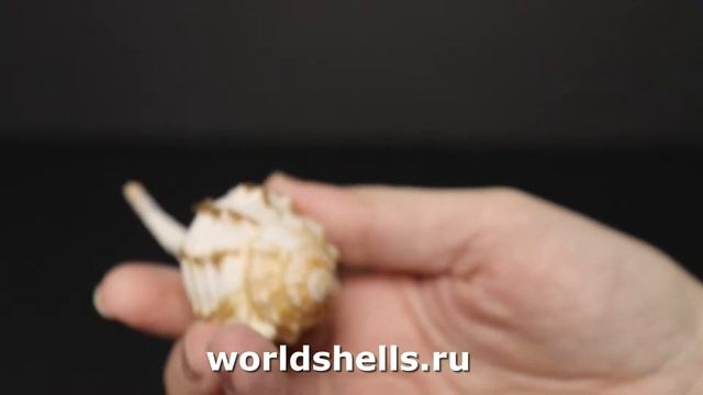 Раковина Циматиум гуттарниум (Cymatium gutturnium) с крышечкой смотреть онлайн