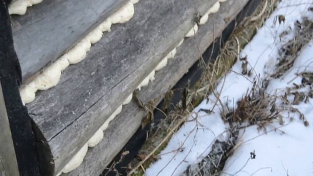 замена гнилых венцов в бане.дедовский метод пропитки.