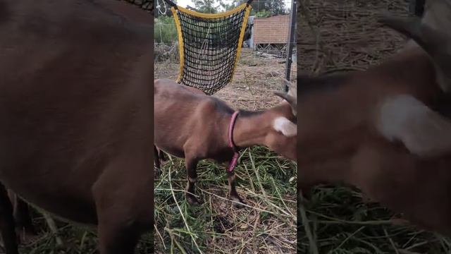 Карликовая камерунская козочка Ева! 2года