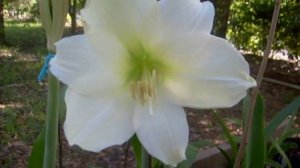 Amaryllis Bulb Hippeastrum Mont Blanc