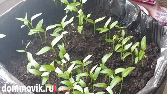 Универсальное аптечное средство в помощь: начинающему дачнику, которое пригодится!