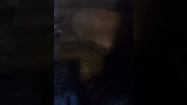 уже приближается опорос живот опускается смотреть онлайн