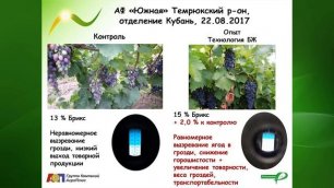 Применение ПРК "Белый Жемчуг" на винограде в АФ "Южная", отделение "Кубань".