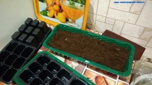 Выращивание клубники из семян.Как подготовить семена клубники .стратификация