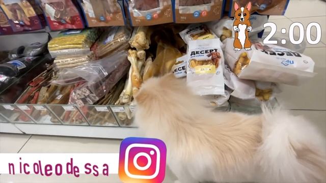 Собака сама выбирает, что купить в зоомагазине! Покупаю ИМ всё к чему она прикоснется в магазине