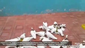 Узбекские декоративные голуби Абдукадира.
