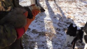 Охота на куницу с лайкой Омск. Знакомим щенков с куницей