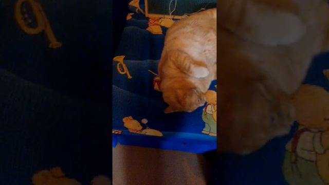 Кот тащится от валерьянки!!! смотреть онлайн