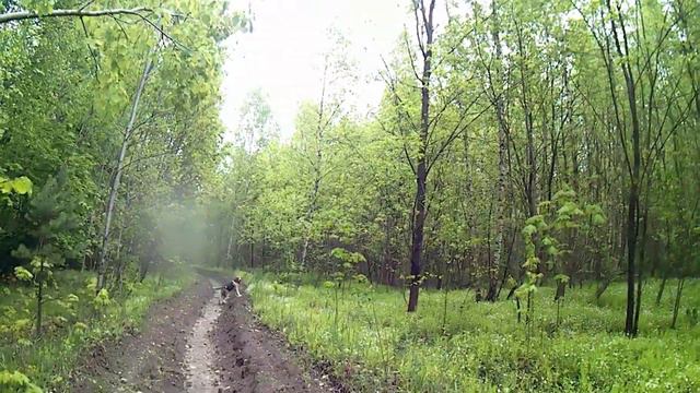 Натаска гончих 10 часть смотреть онлайн