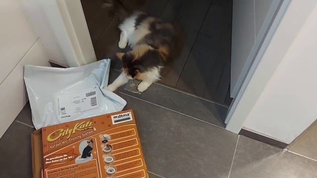 Приучаем Люси к унитазу смотреть онлайн